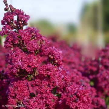 Lagerstroemia indica Braise d'Eté - Indische sering