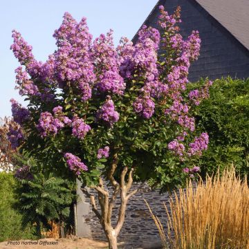 Lagerstroemia Lilac Grand Sud - Indische sering