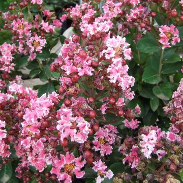 Lagerstroemia indica Berlingot Menthe - Indische sering