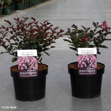Lagerstroemia indica Coral Magic - Indische sering