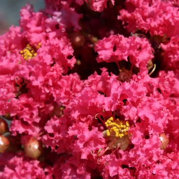 Lagerstroemia indica Grand Cru - Indische sering