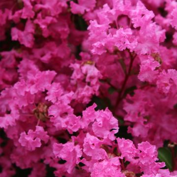Lagerstroemia indica La Mousson - Indische sering