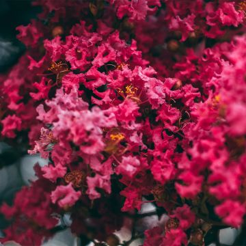 Lagerstroemia indica Midnight Magic - Indische sering