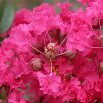 Lagerstroemia indica Mon Panache - Indische sering