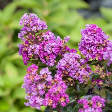 Lagerstroemia indica Purple Magic - Indische sering