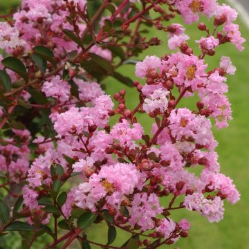 Lagerstroemia indica Roze Grand Sud - Indische sering