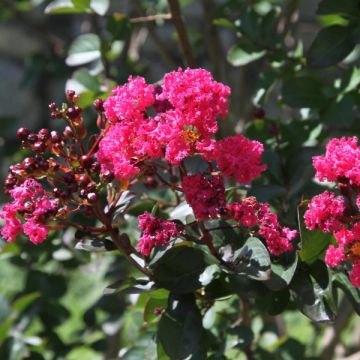 Lagerstroemia indica Pink Velours - Indische sering