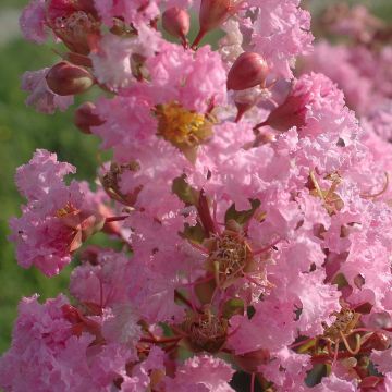 Lagerstroemia indica Rose Thé - Indische sering