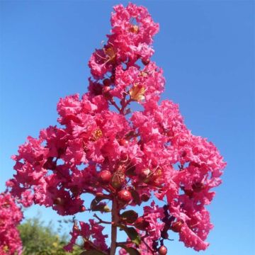 Lagerstroemia indica Souvenir d'André Desmartis - Indische sering