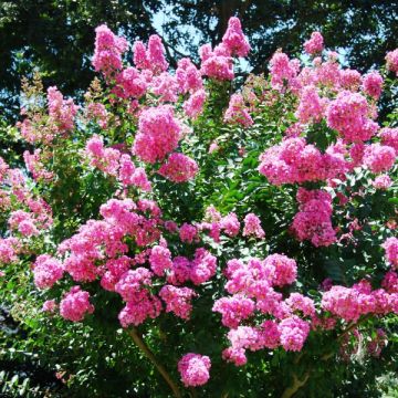 Lagerstroemia indica World's Fair - Indische sering