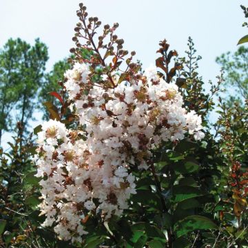 Lagerstroemia indica Kimono - Indische sering