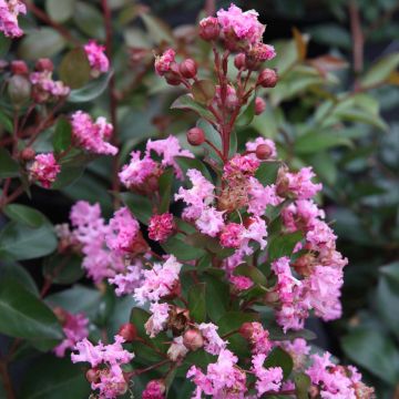 Lagerstroemia indica Mardi Gras - Indische sering