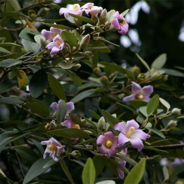 Lagunaria patersonii - Australische hibiscus