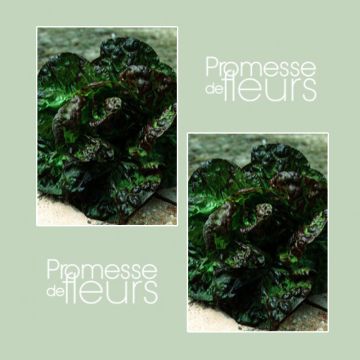 Bataviasla Blonde met rode rand