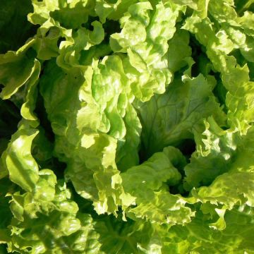 Bataviasla Dorée de Printemps (jonge planten)