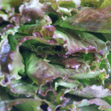 Bataviasla Gloire du Dauphiné