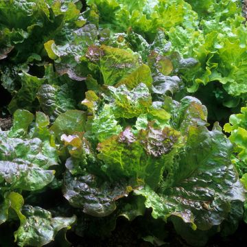 Bataviasla Rouge Grenobloise