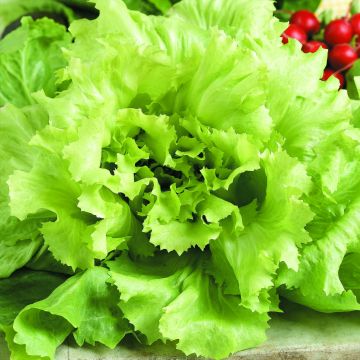 Ijsbergsla Iceberg (jonge planten)