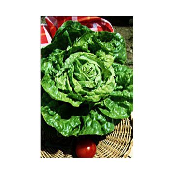 Wintersla Winterwonder