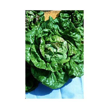 Kropsla Trémont Passion Blonde