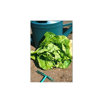 Bataviasla Kinemontepas