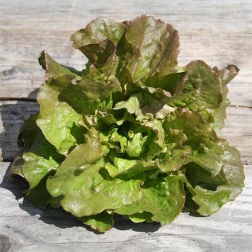 Kropsla Monte à Peine - Ferme de Sainte Marthe (nauwelijks doorschietend)