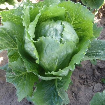 Kropsla Sweet Success