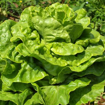 Kropsla Goudgele Gotte