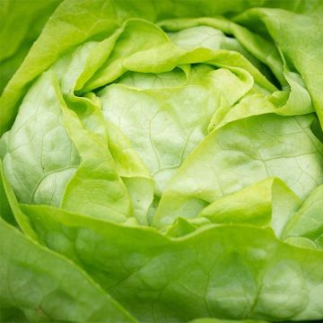 Kropsla Justine (jonge planten)