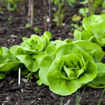 Kropsla Reine de Mai (Meikoningin)