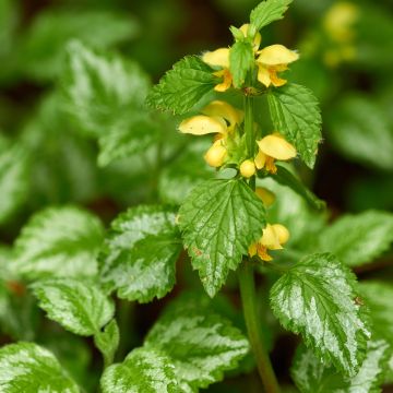 Lamium galeobdolon - Gele dovenetel