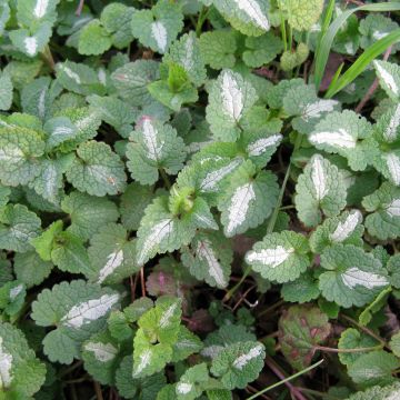 Lamium maculatum Album - Gevlekte dovenetel