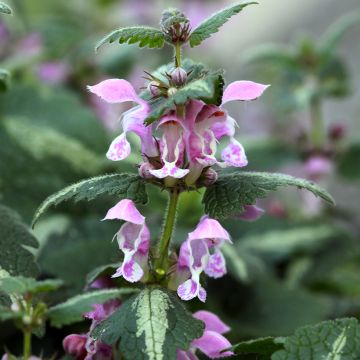 Lamium maculatum Roseum - Gevlekte dovenetel