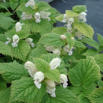Lamium orvala Album - Dovenetel