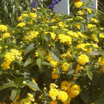 Lantana camara Simon Lemon - Wandelaar