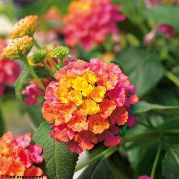 Lantana Calippo Tutti Frutti - Wandelaar