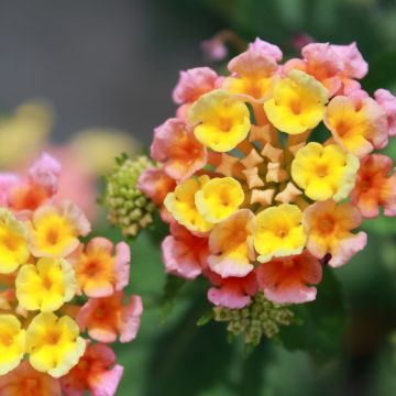 Lantana camara Shamrock Peach - Wandelaar