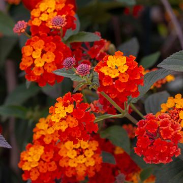 Lantana camara Shamrock Red - Wandelaar