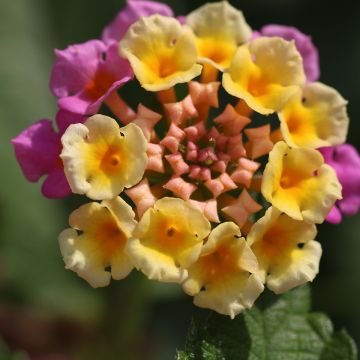 Lantana camara Shamrock Rose - Wandelaar