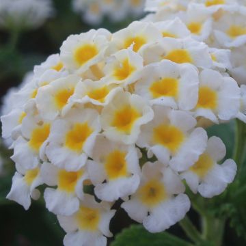 Lantana camara Evita Wit - Wandelaar