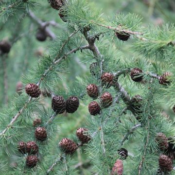 Larix decidua - Europese lariks