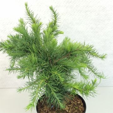 Larix decidua Little Bogle - Europese lariks