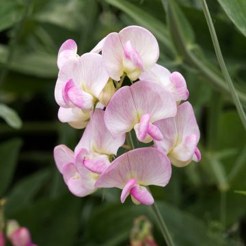 Lathyrus latifolius Roze Pearl - Wilde pronkerwt