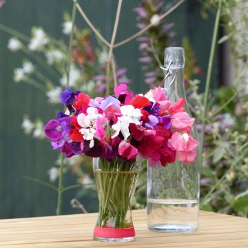 Lathyrus odoratus Royal Mix (zaad) - Siererwt