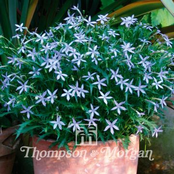 Laurentia Avant-Garde Blue F1 (zaad)