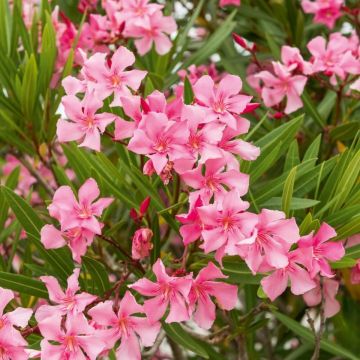 Nerium oleander Margarita - Oleander