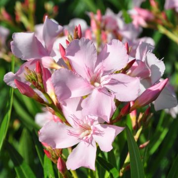 Nerium oleander Sealy Pink - Oleander
