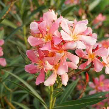 Nerium oleander Docteur Ragioneri - Rozenlaurier