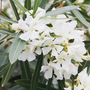 Nerium oleander Wit - Oleander