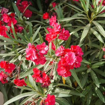 Nerium oleander Rood Dubbel - Oleander